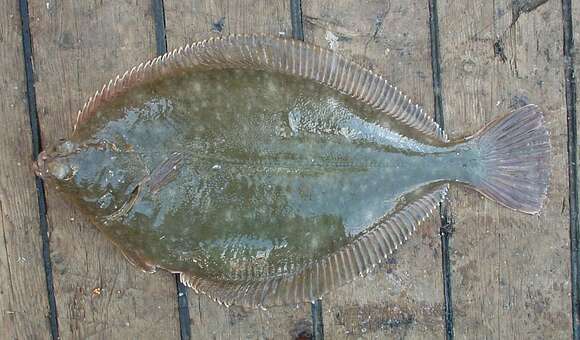 Image of Alaska plaice