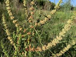 Rumex palustris Sm. resmi