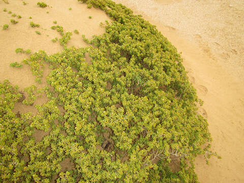 Image of Tetraena clavata (Schltr. & Diels) Beier & Thulin