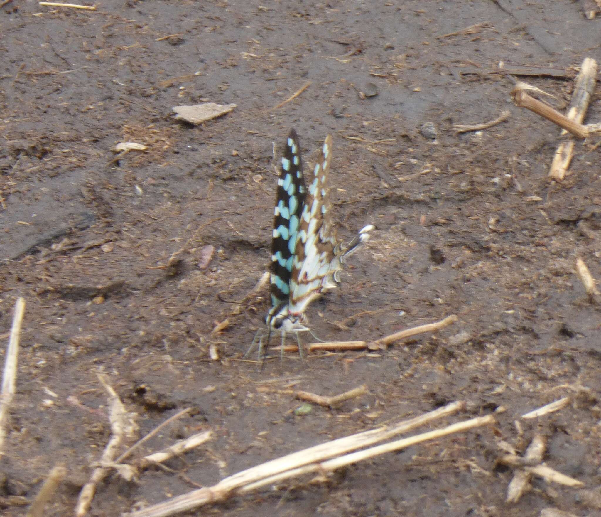 Слика од Graphium antheus (Cramer (1779))