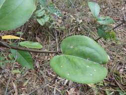 Image of Smilax australis R. Br.