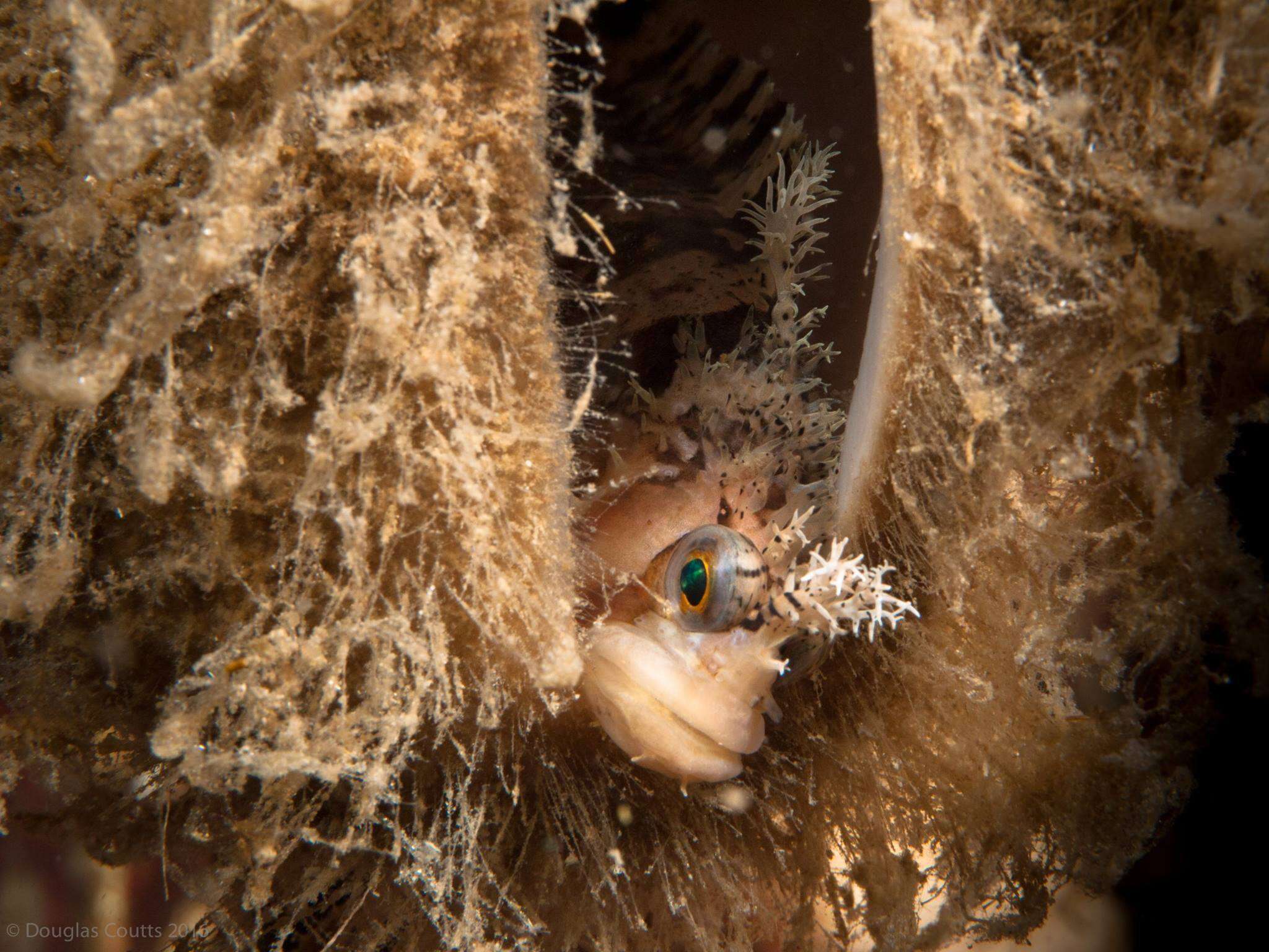 Image of Decorated Warbonnet