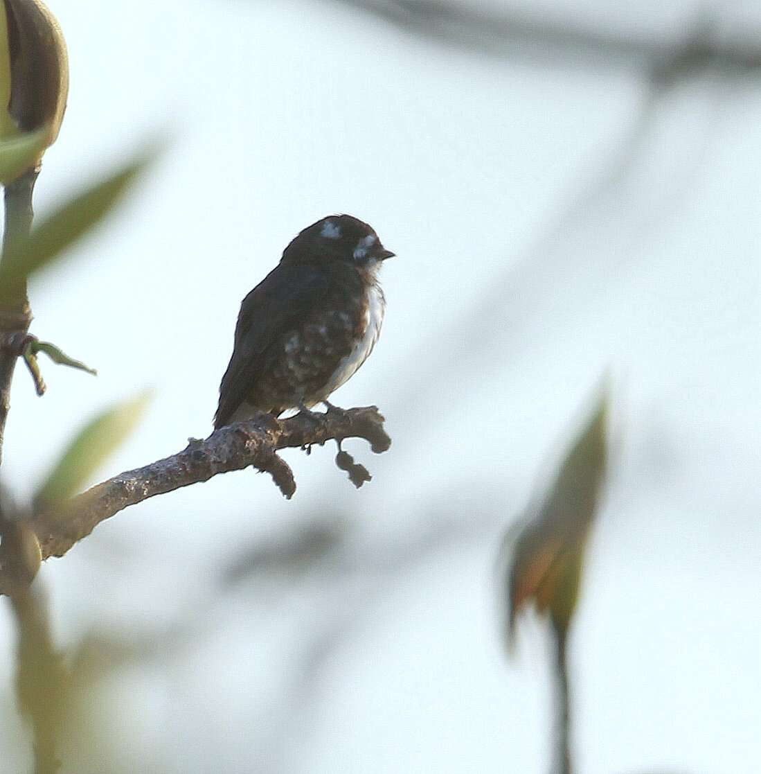 Image of White-browed Purpletuft