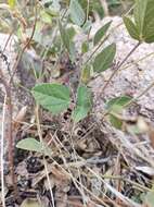 Image of Rhynchosia diversifolia Micheli