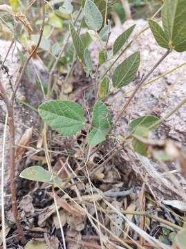 Imagem de Rhynchosia diversifolia Micheli