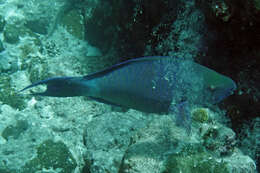 صورة Scarus xanthopleura Bleeker 1853