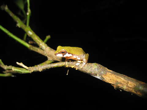 Image de Raorchestes akroparallagi (Biju & Bossuyt 2009)