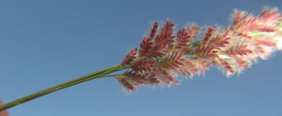 Image of Gopher-Tail Love Grass