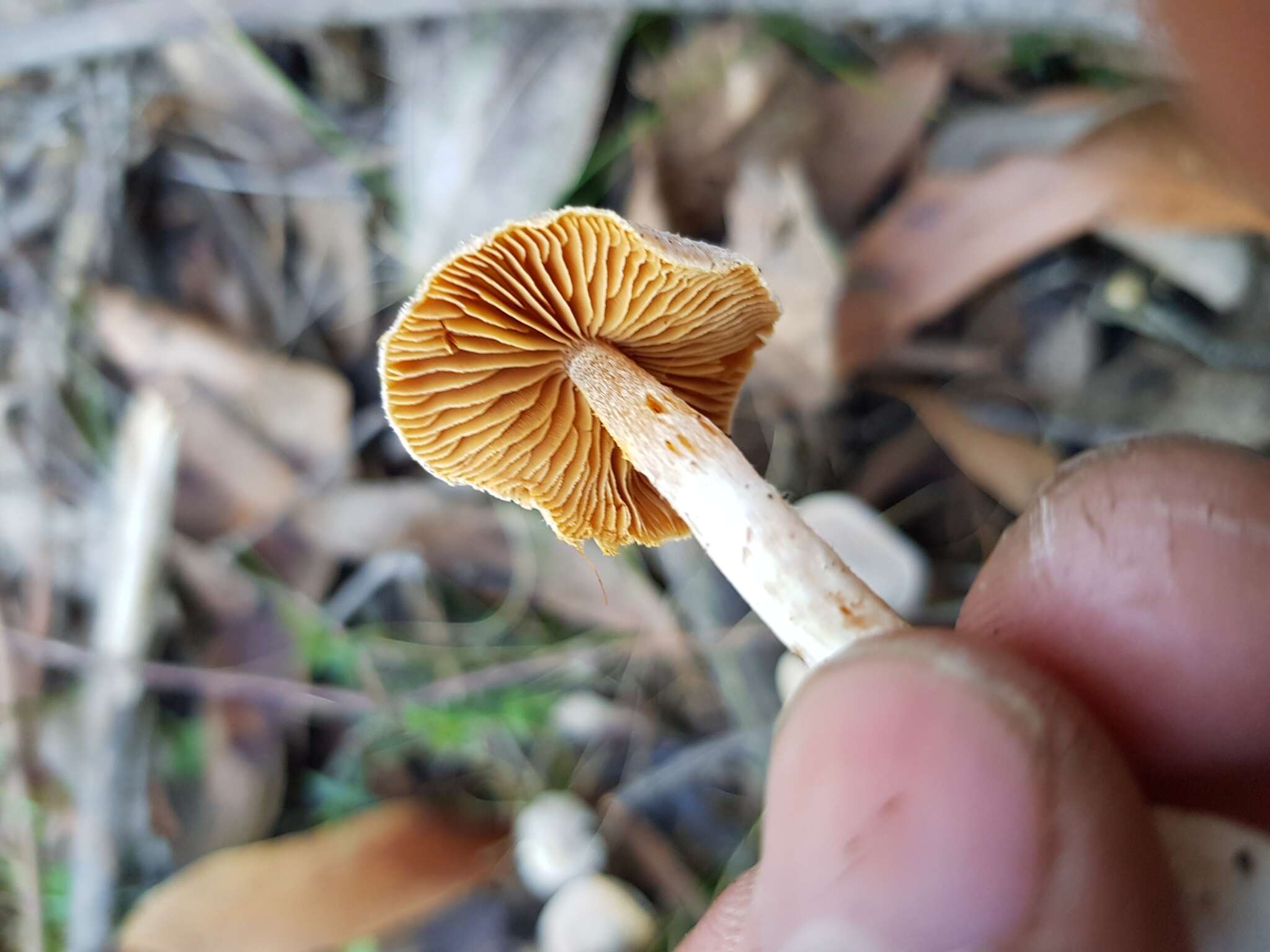 Imagem de Inocybe austrofibrillosa Grgur. 2002