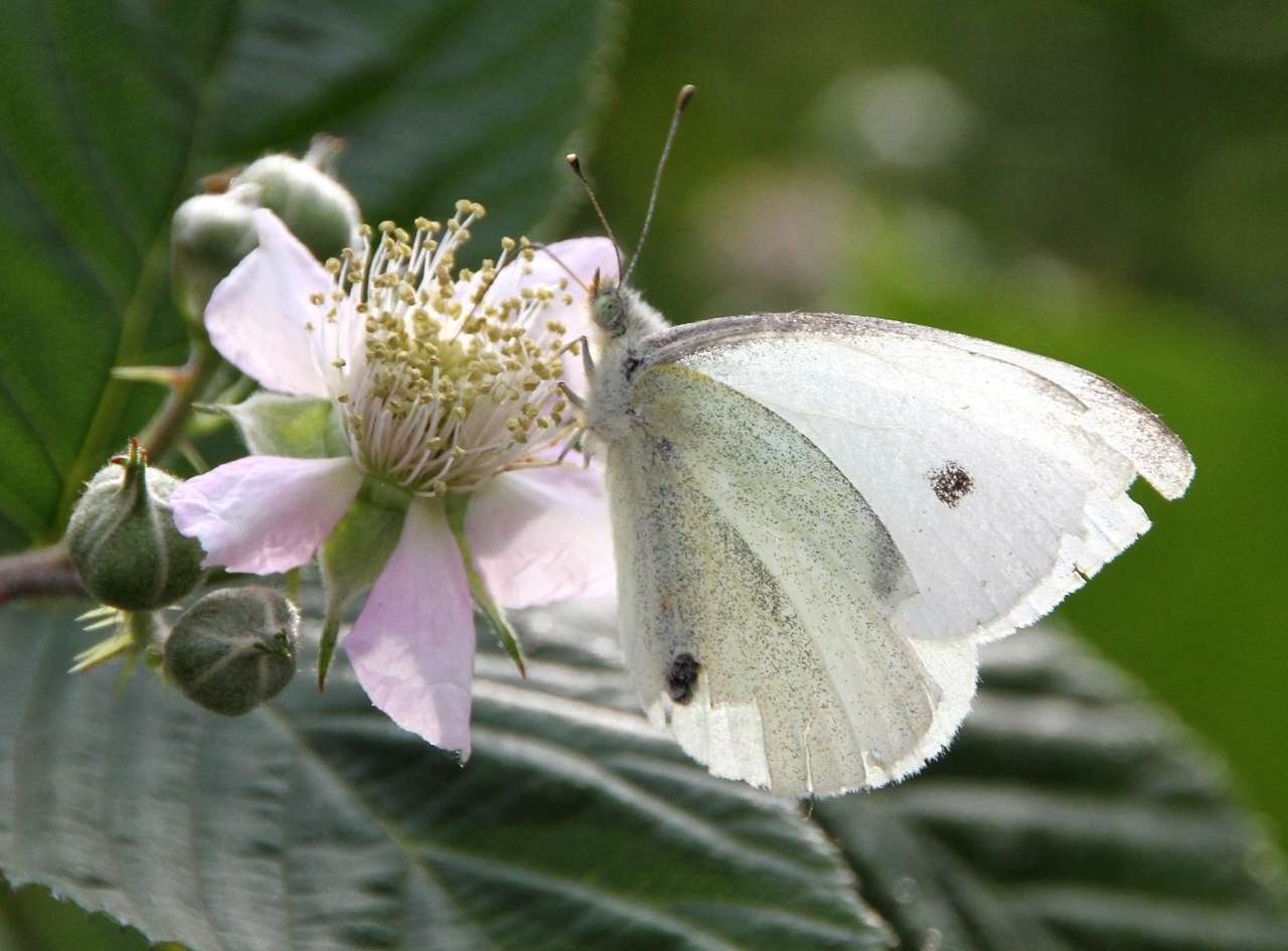 Image of Pieris rapae rapae