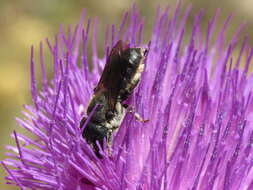 Image of Osmia dimidiata Morawitz 1870