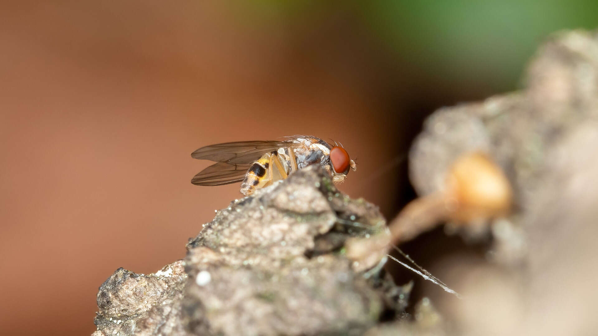 Image of Leucophenga maculata (Dufour 1839)