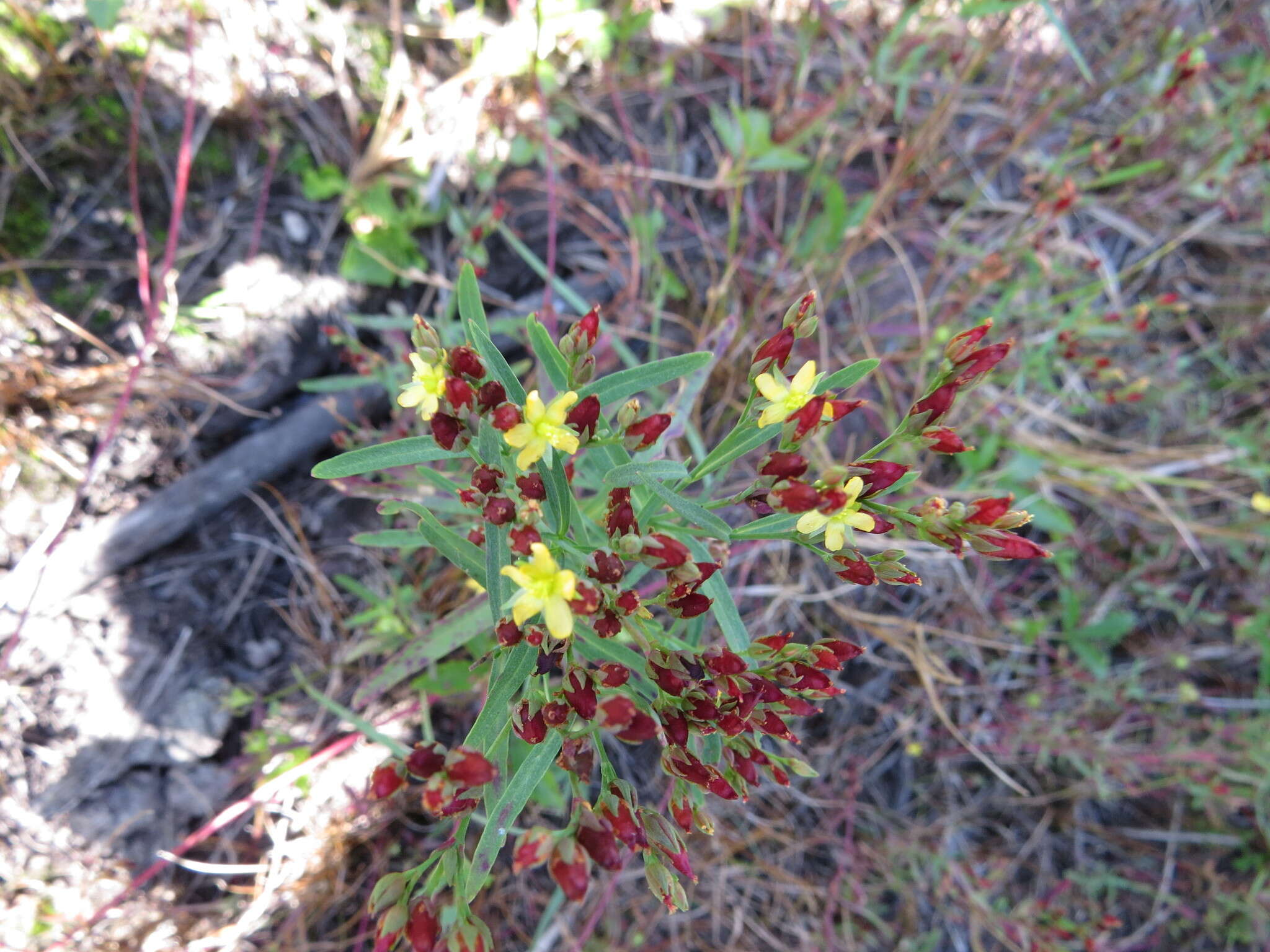 Image de Hypericum canadense L.