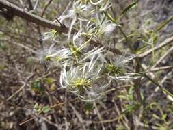 Image of Clematis decipiens H. Eichler ex Jeanes