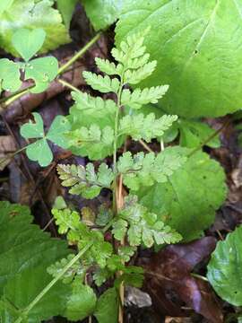 Image of lowland bladderfern