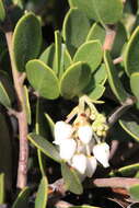 Слика од <i>Arctostaphylos montana</i> subsp. <i>ravenii</i>