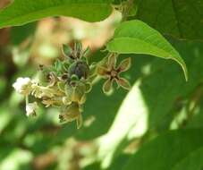 Image of Croton alamosanus Rose