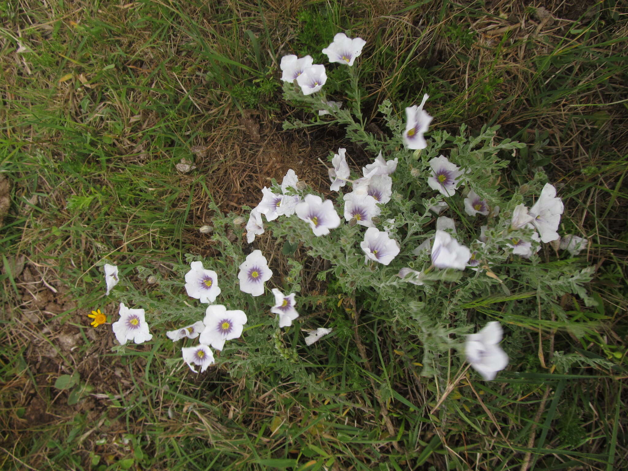 Image of Nierembergia ericoides Miers