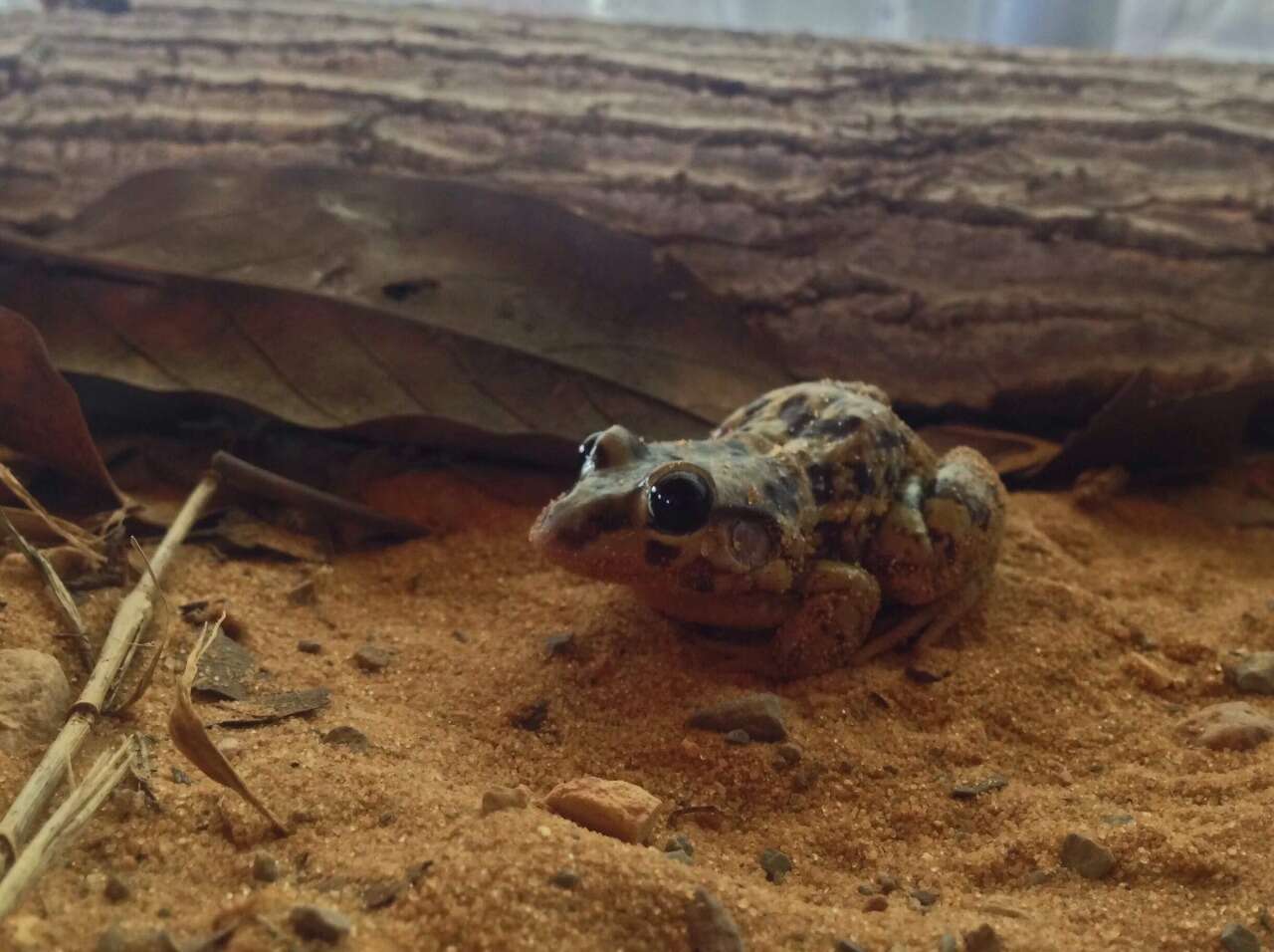 Слика од Leptodactylus troglodytes Lutz 1926