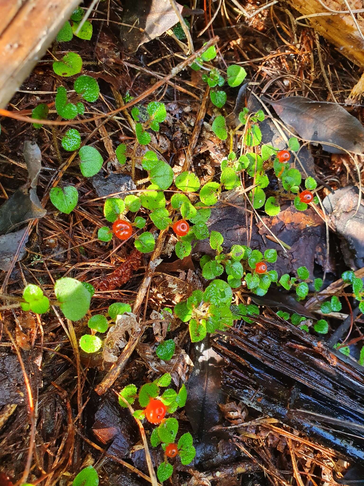 Image of Nertera dichondrifolia (A. Cunn.) Hook. fil.