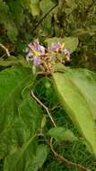 Image of Solanum ovalifolium Humb. & Bonpl. ex Dun.