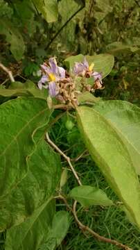 Plancia ëd Solanum ovalifolium Humb. & Bonpl. ex Dun.