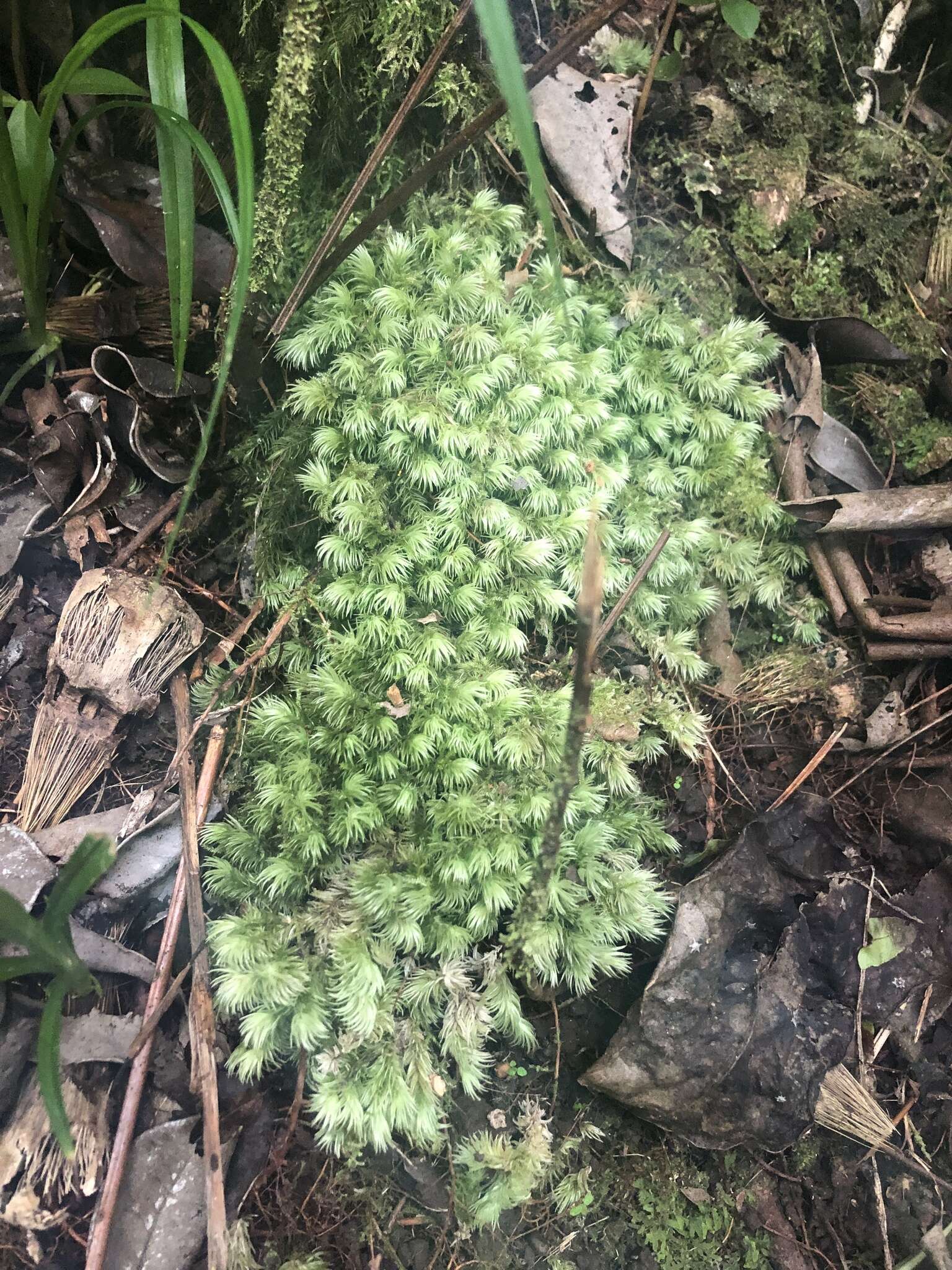 Image de Leucobryum seemannii Mitten ex Seemann 1873