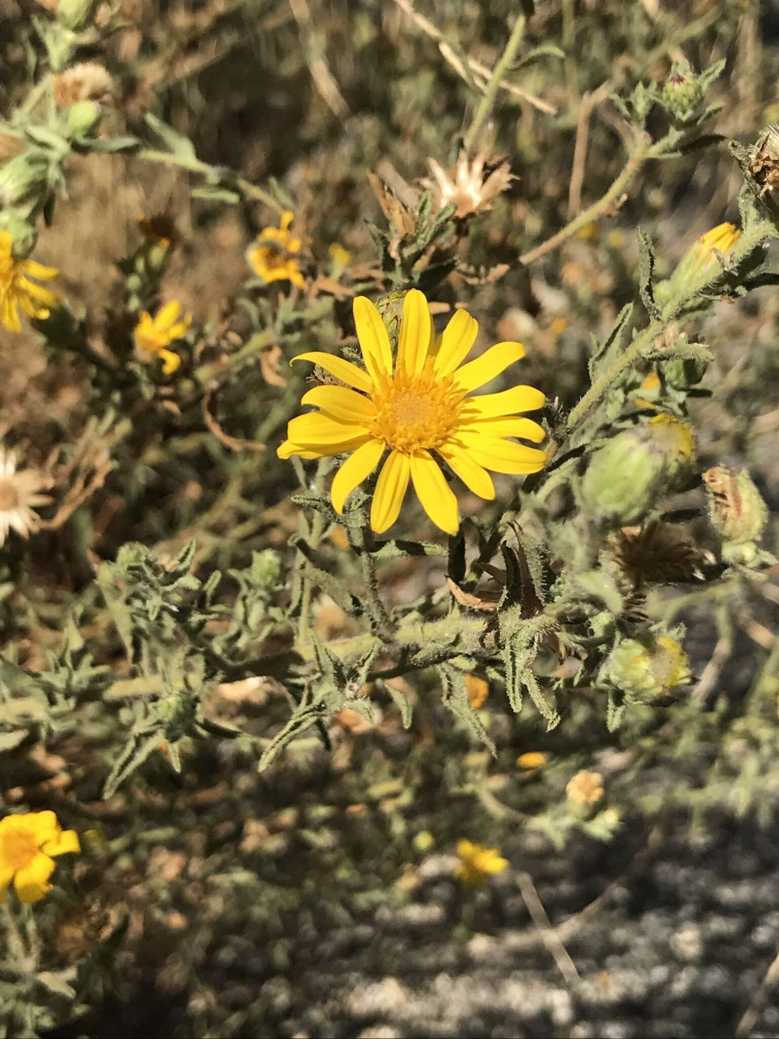 Image of Kern Canyon false goldenaster