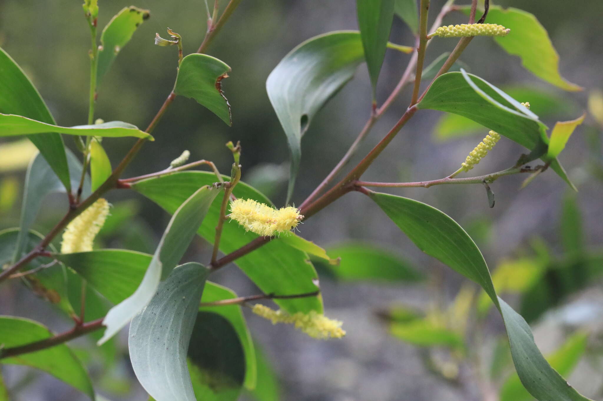 Imagem de Acacia blakei subsp. diphylla (Tindale) Pedley