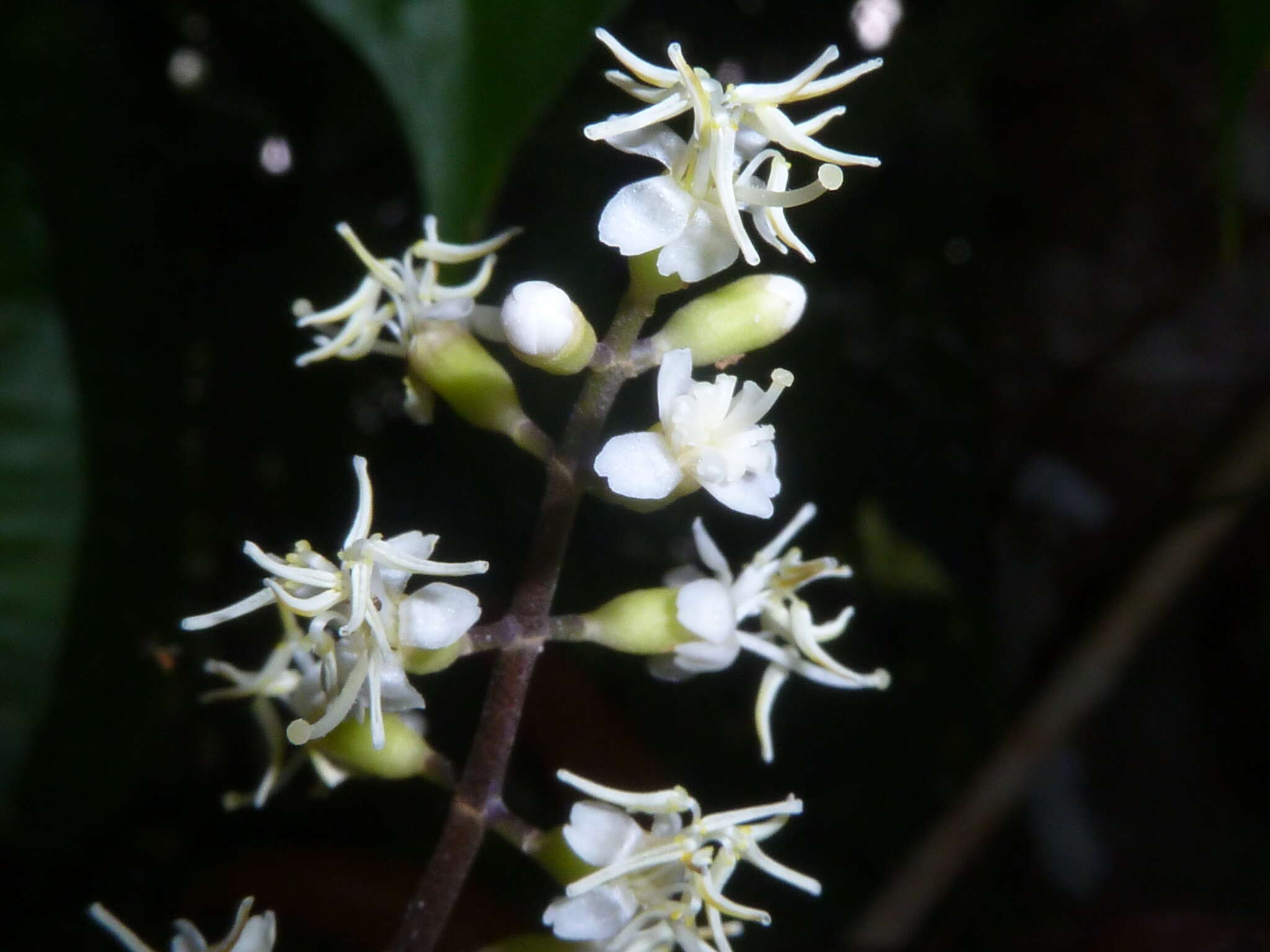 Слика од Miconia gracilis Triana