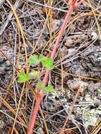 Image of Mogollon geranium