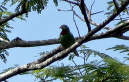 Image of Claret-breasted Fruit Dove