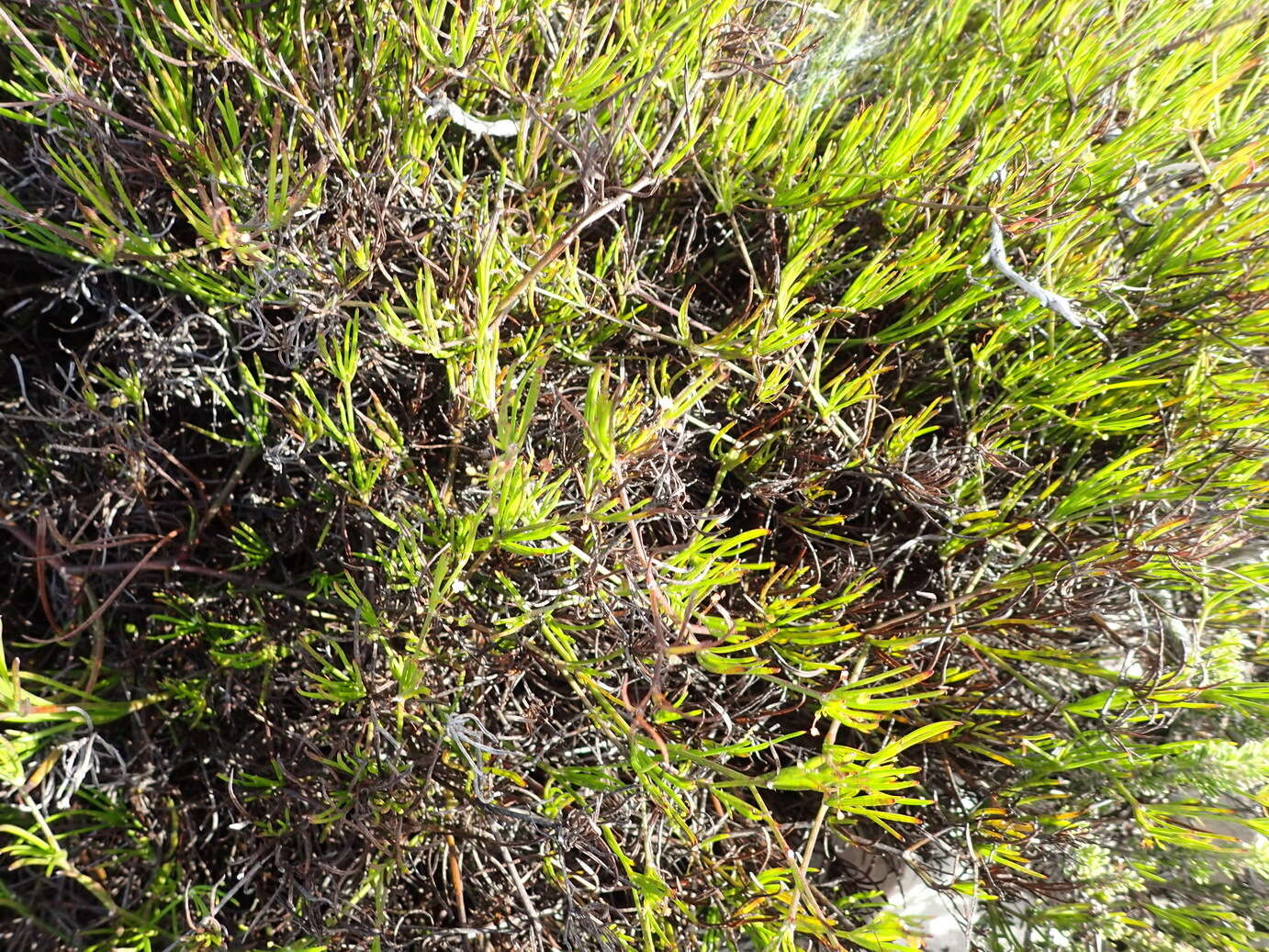 Image of Centella virgata (L. fil.) Drude