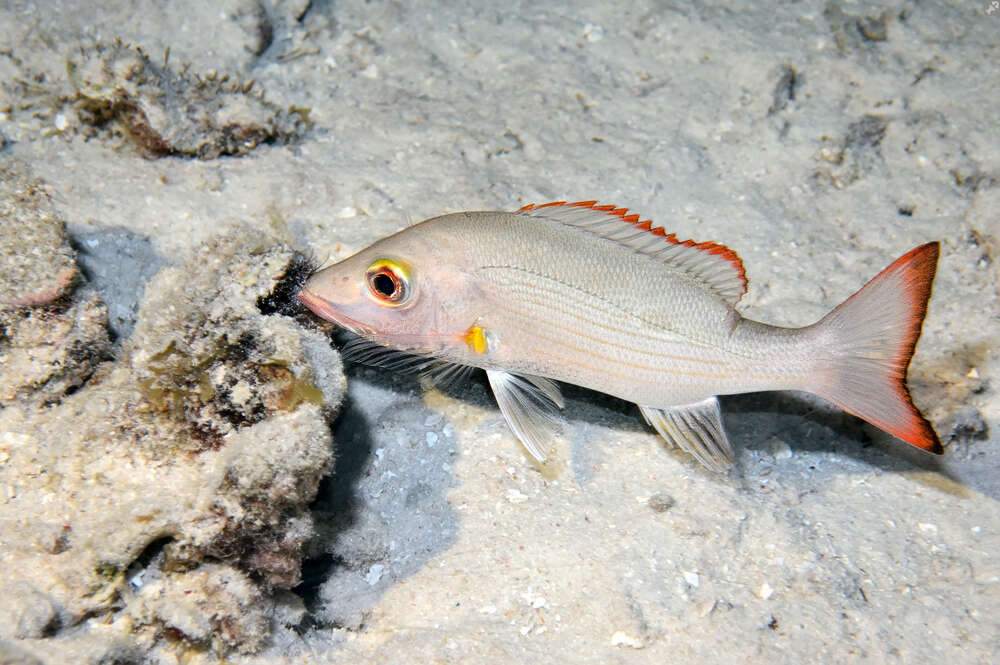 Image of Lantern jaw