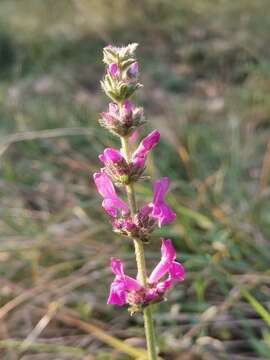 Image de Betonica officinalis var. serotina (Host) Nyman