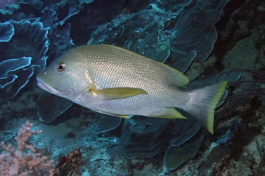 Image of Blubberlip snapper