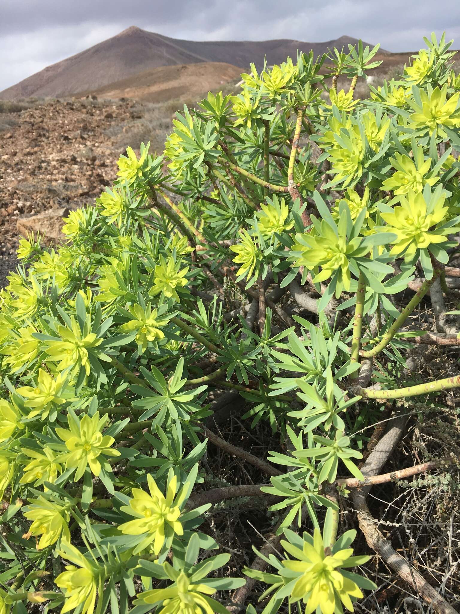 Image de Euphorbia regis-jubae J. Gay