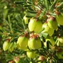 Image de Boronia purdieana Diels