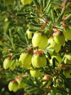 Image de Boronia purdieana Diels