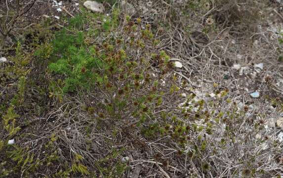 Image of Oedera steyniae (L. Bolus) A. A. Anderberg & K. Bremer