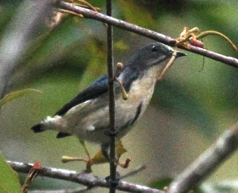 Image of Fire-breasted Flowerpecker