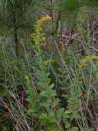 Image of pine barren goldenrod