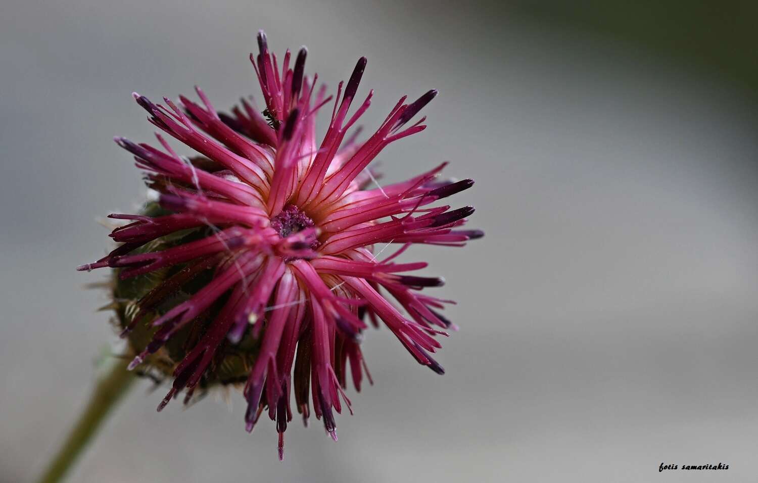 Plancia ëd Centaurea redempta subsp. redempta