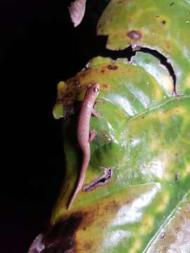 Image of Ramos' Mushroomtongue Salamander