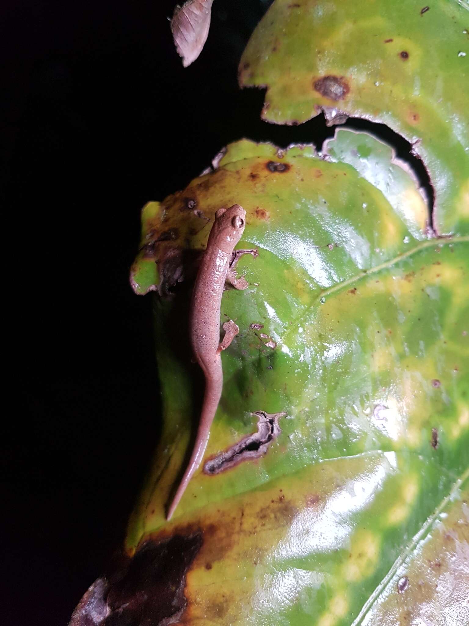 Image of Ramos' Mushroomtongue Salamander