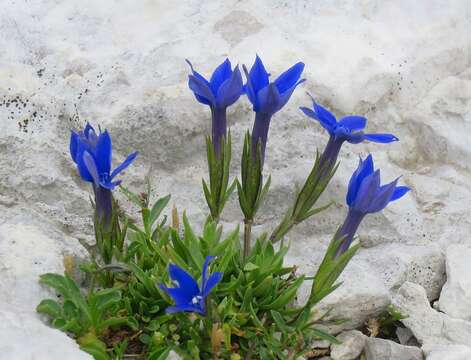 Image de Gentiana pumila subsp. pumila