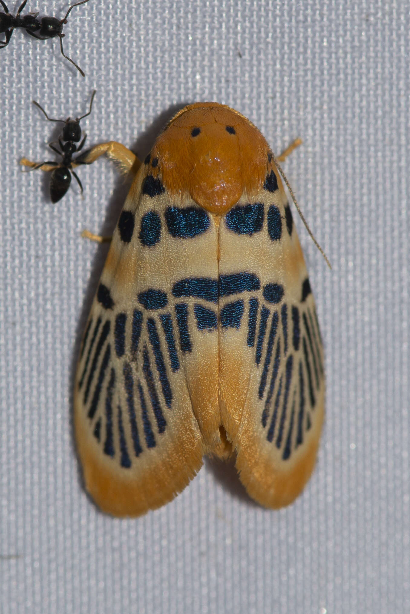 Image of Stigmatophora palmata Moore 1878