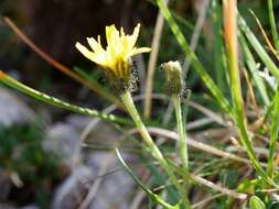 Image of Crepis jacquinii subsp. kerneri (Rech. fil.) Merxm.