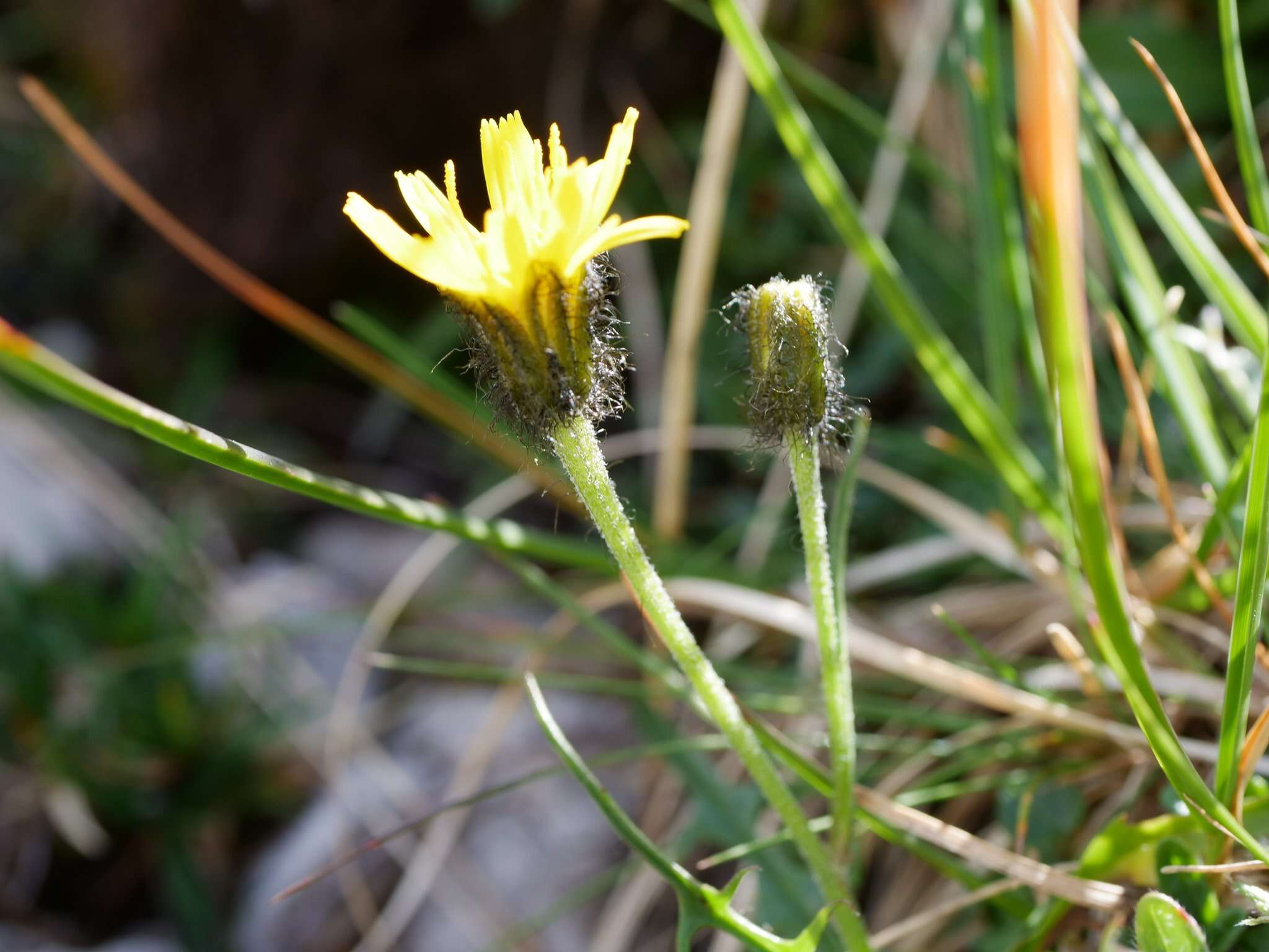 Image of Crepis jacquinii subsp. kerneri (Rech. fil.) Merxm.