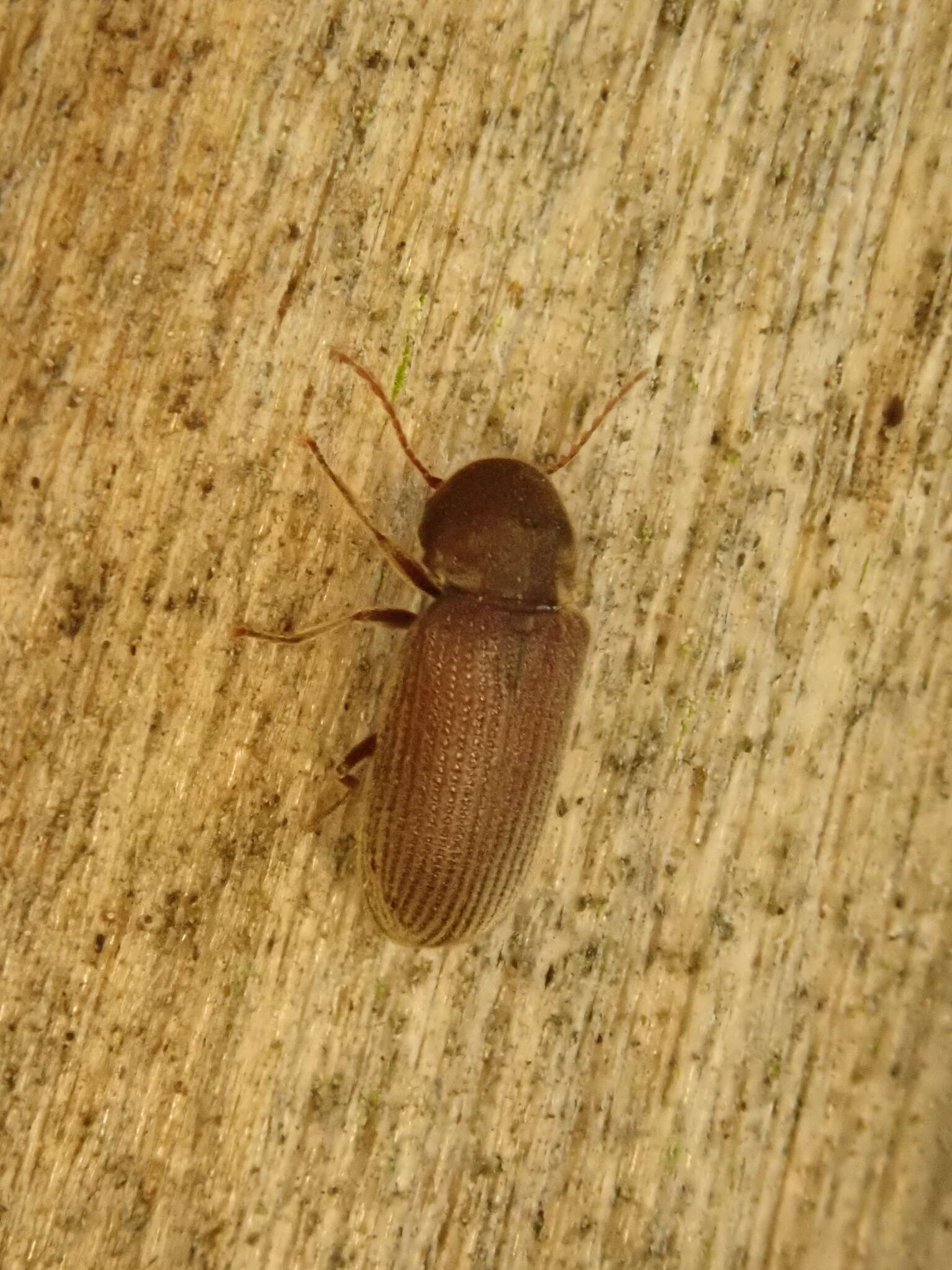 Image of Anobiid beetle